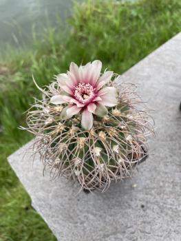 Gymnocalycium spegazzinii